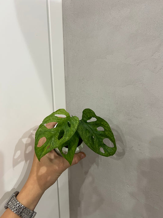 Monstera adansonii mint