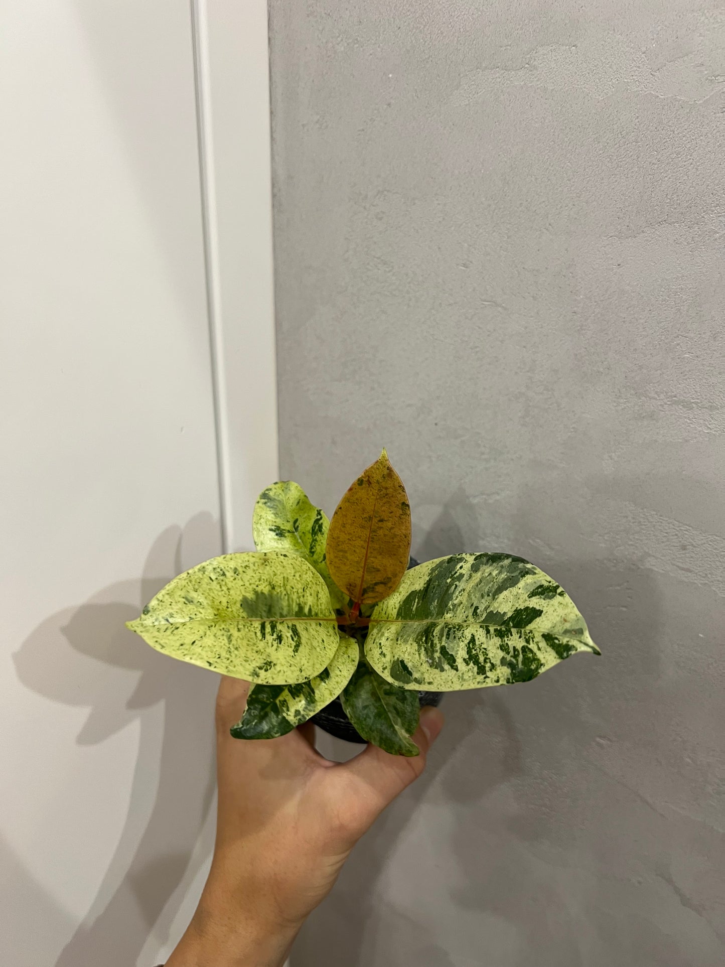Ficus elastica ‘Shivereana’