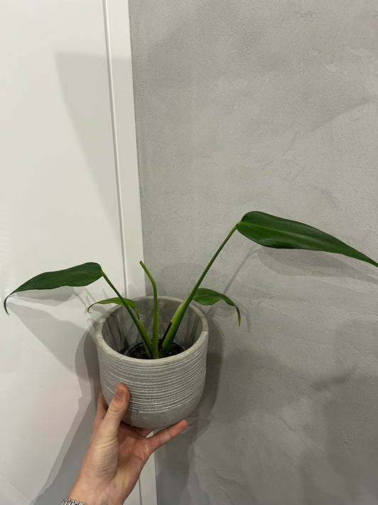 Monstera burle marx flame