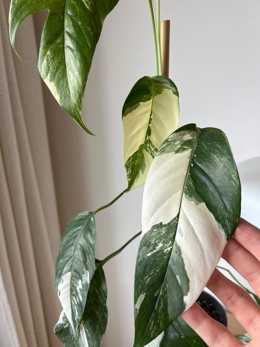 Epipremnum pinnatum variegated