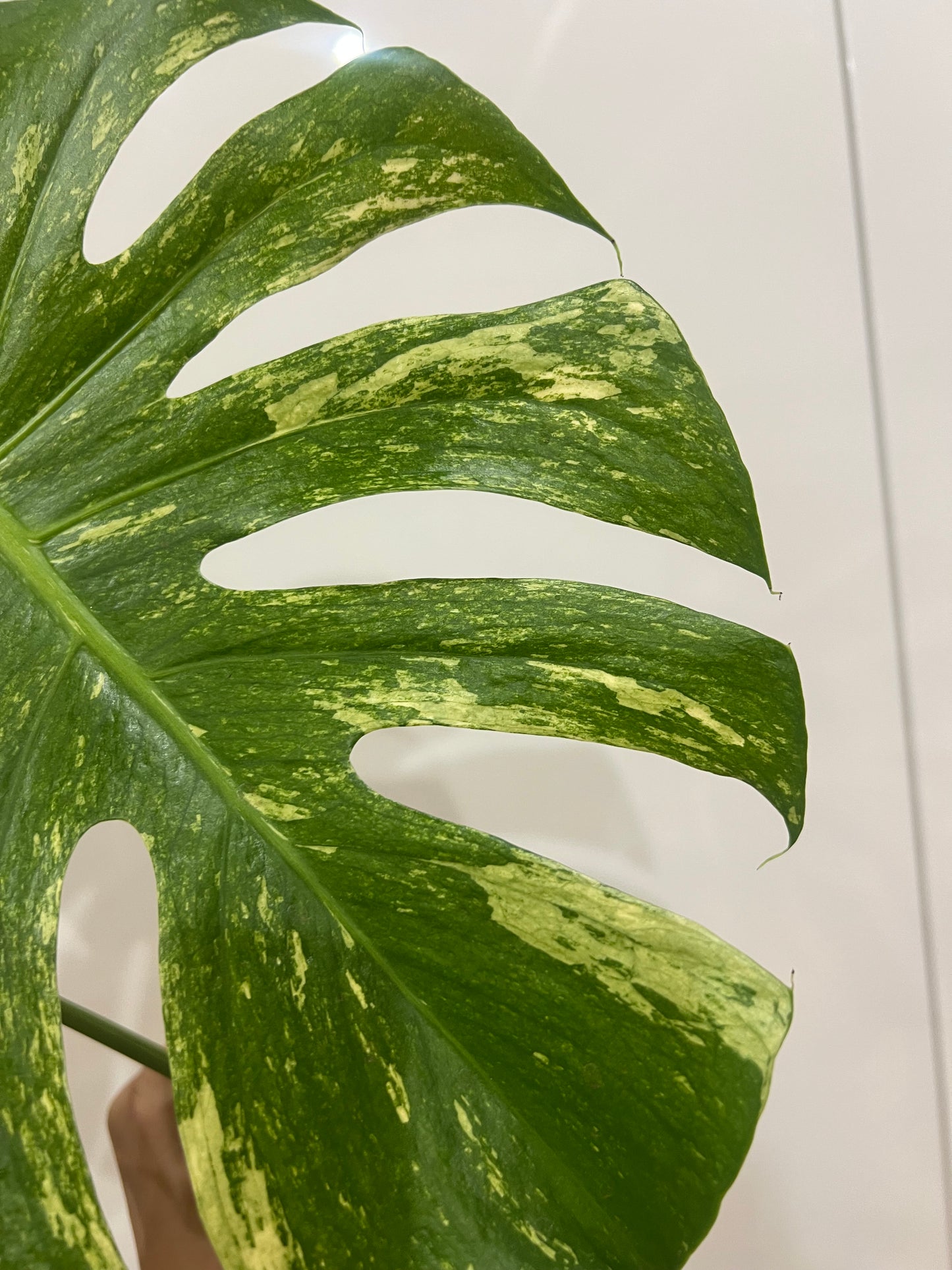 Monstera del mint