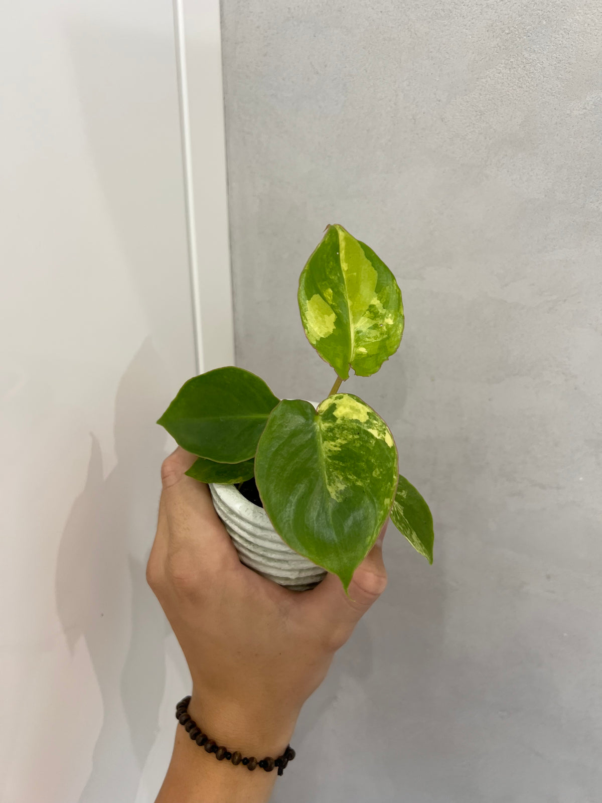Philodendron burle marx variegated