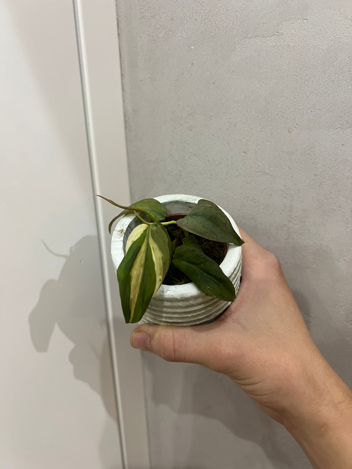 Philodendron micans mint variegated