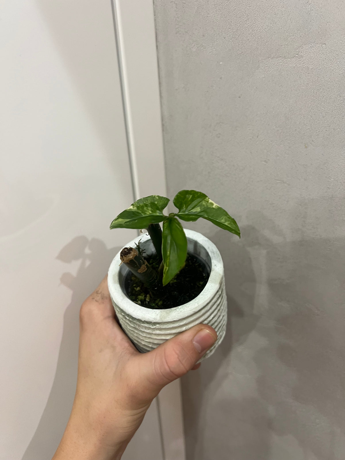 Syngonium albo