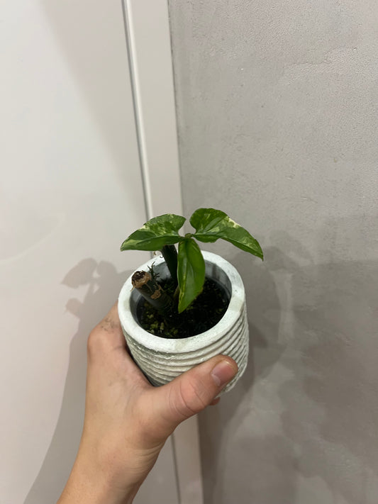 Syngonium albo