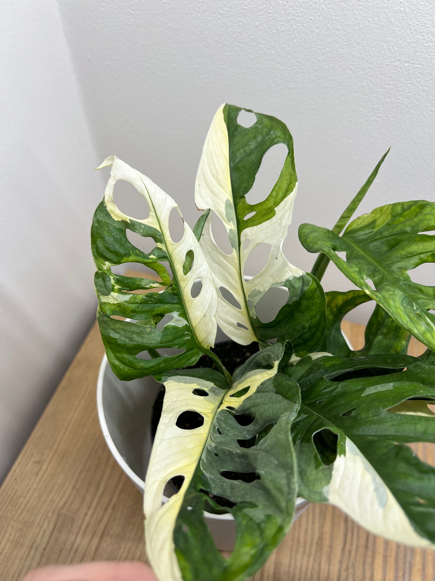 monstera adansonii japanese tricolor