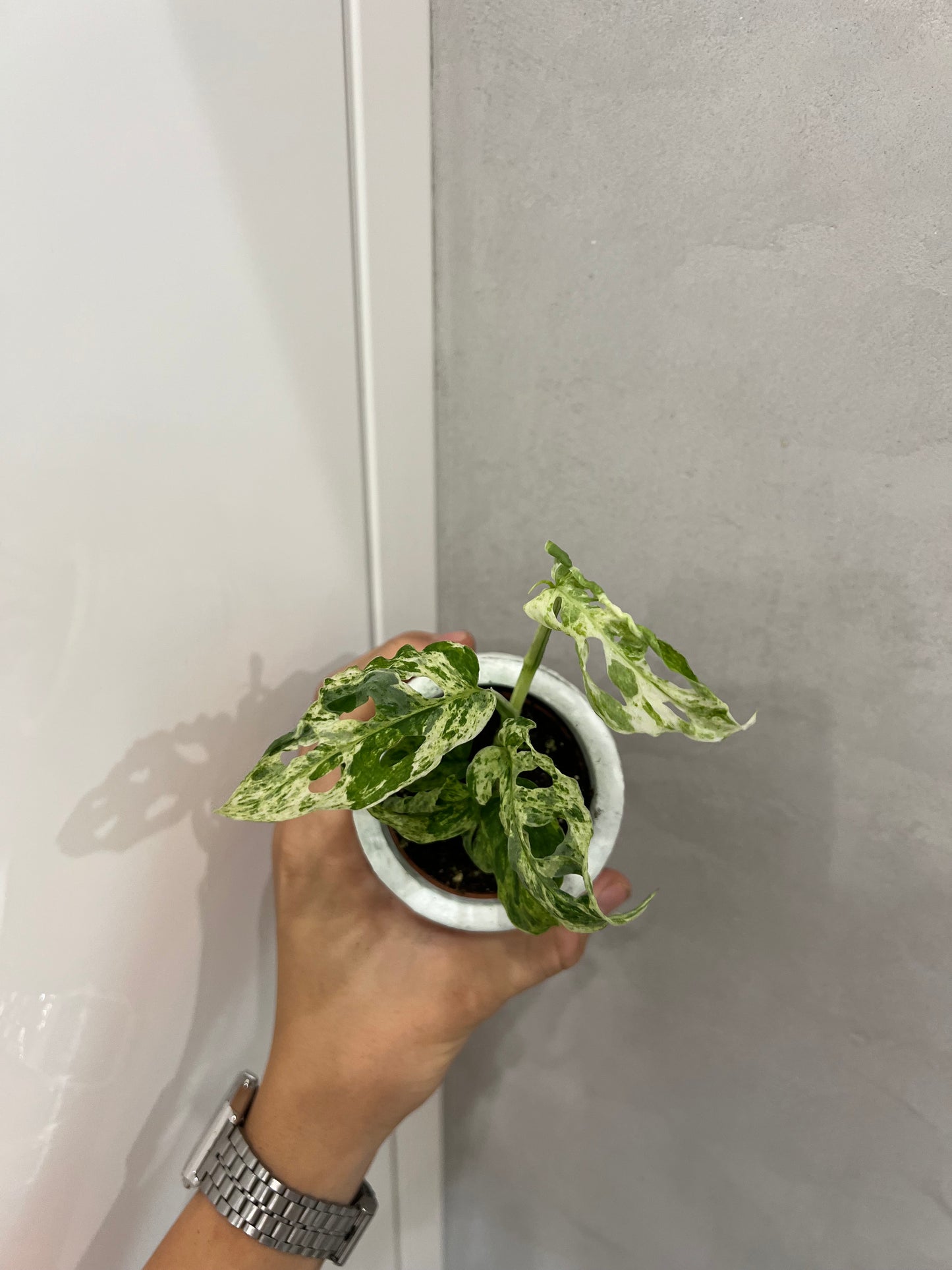 Monstera frozen freckles