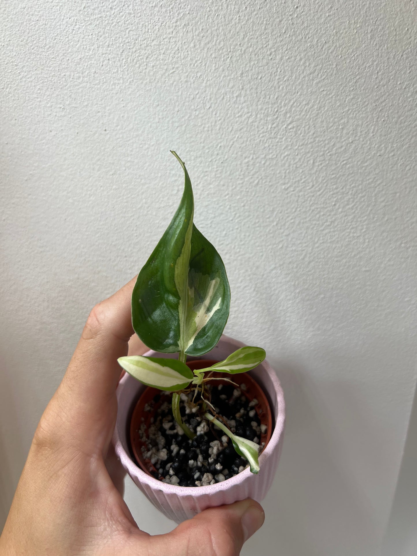 Philodendron cream splash