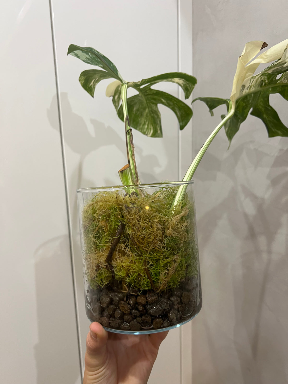 Monstera albo
