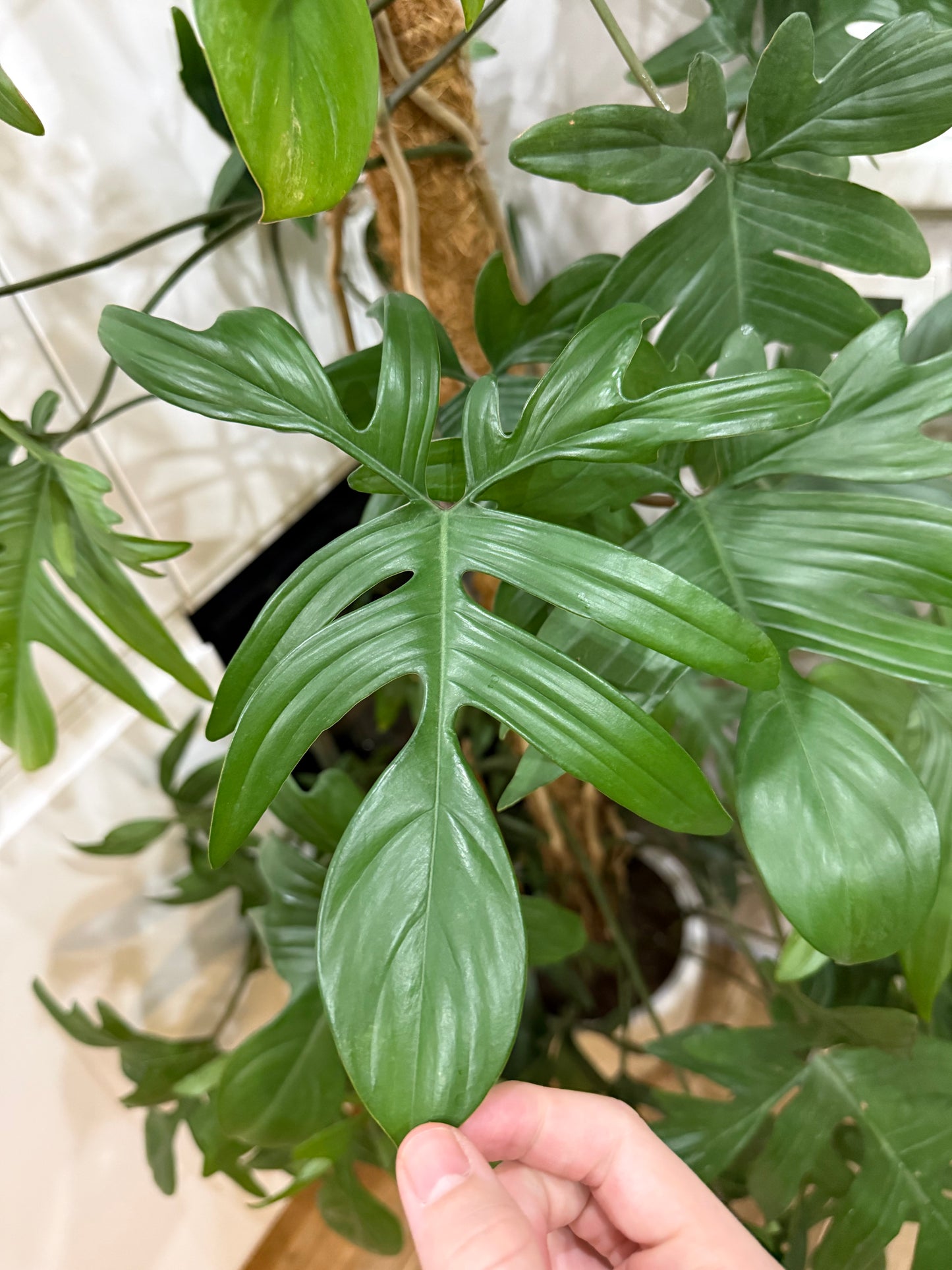 Philodendron pedatum 180cm -na dotaz