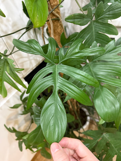 Philodendron pedatum 180cm -na dotaz