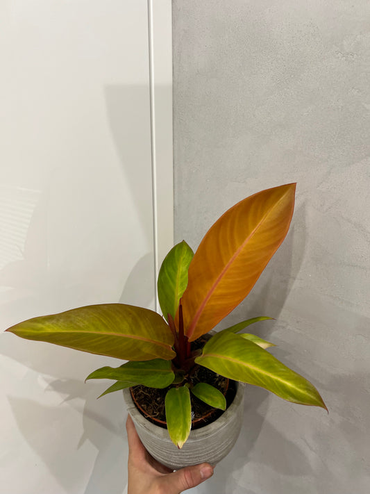 Philodendron princ of orange