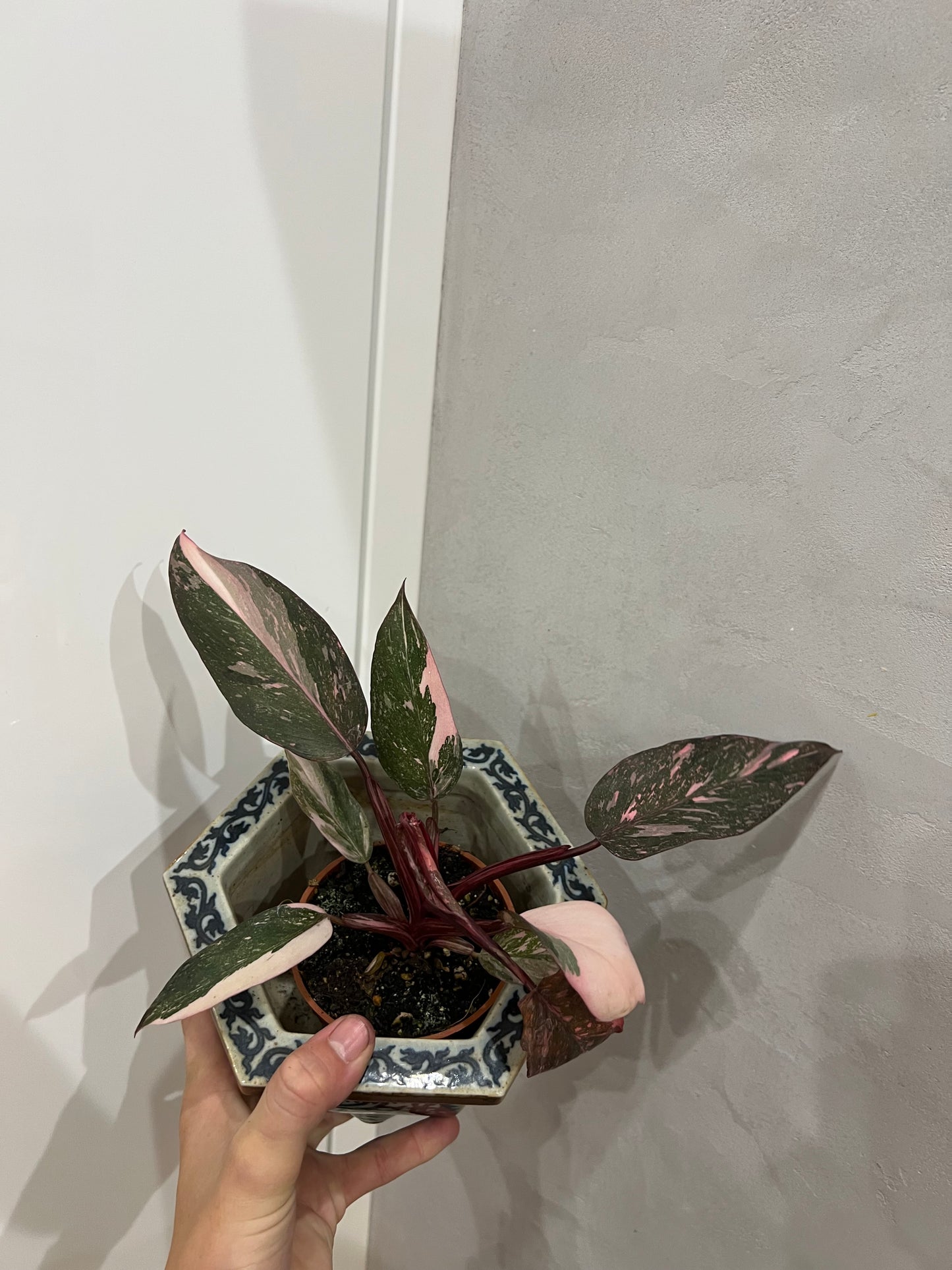 Philodendron pink princes