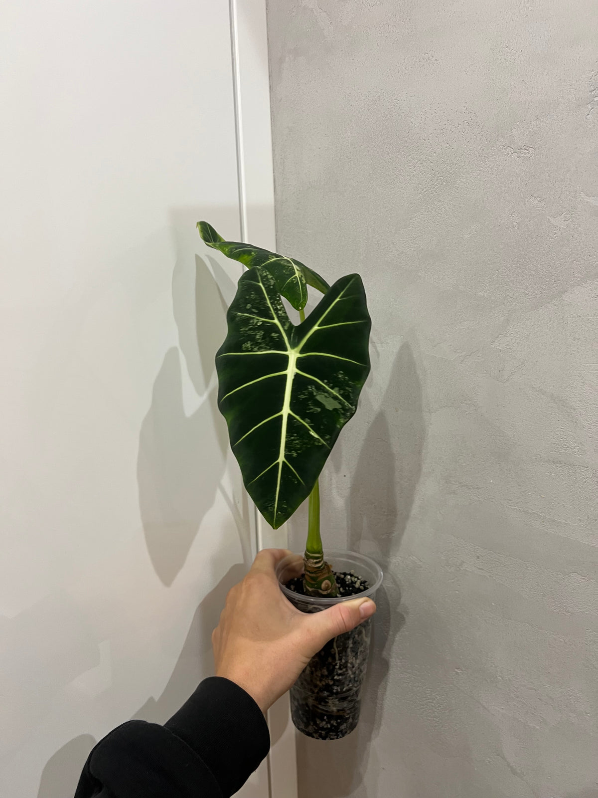Alocasia frydek variegated