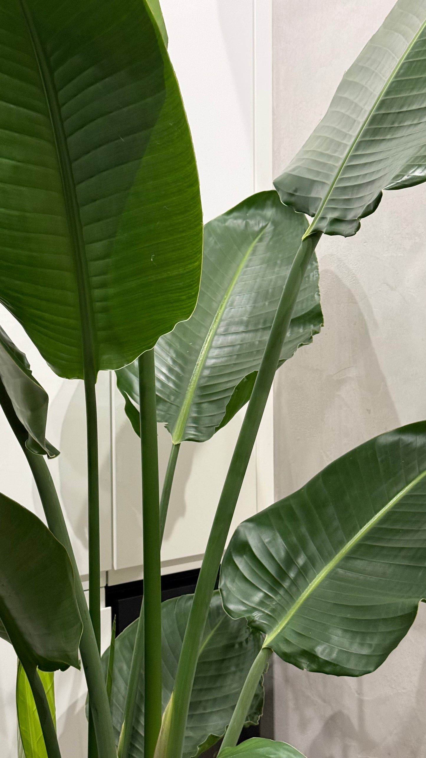 Strelitzia Nikolai (190-200cm) -na dotaz