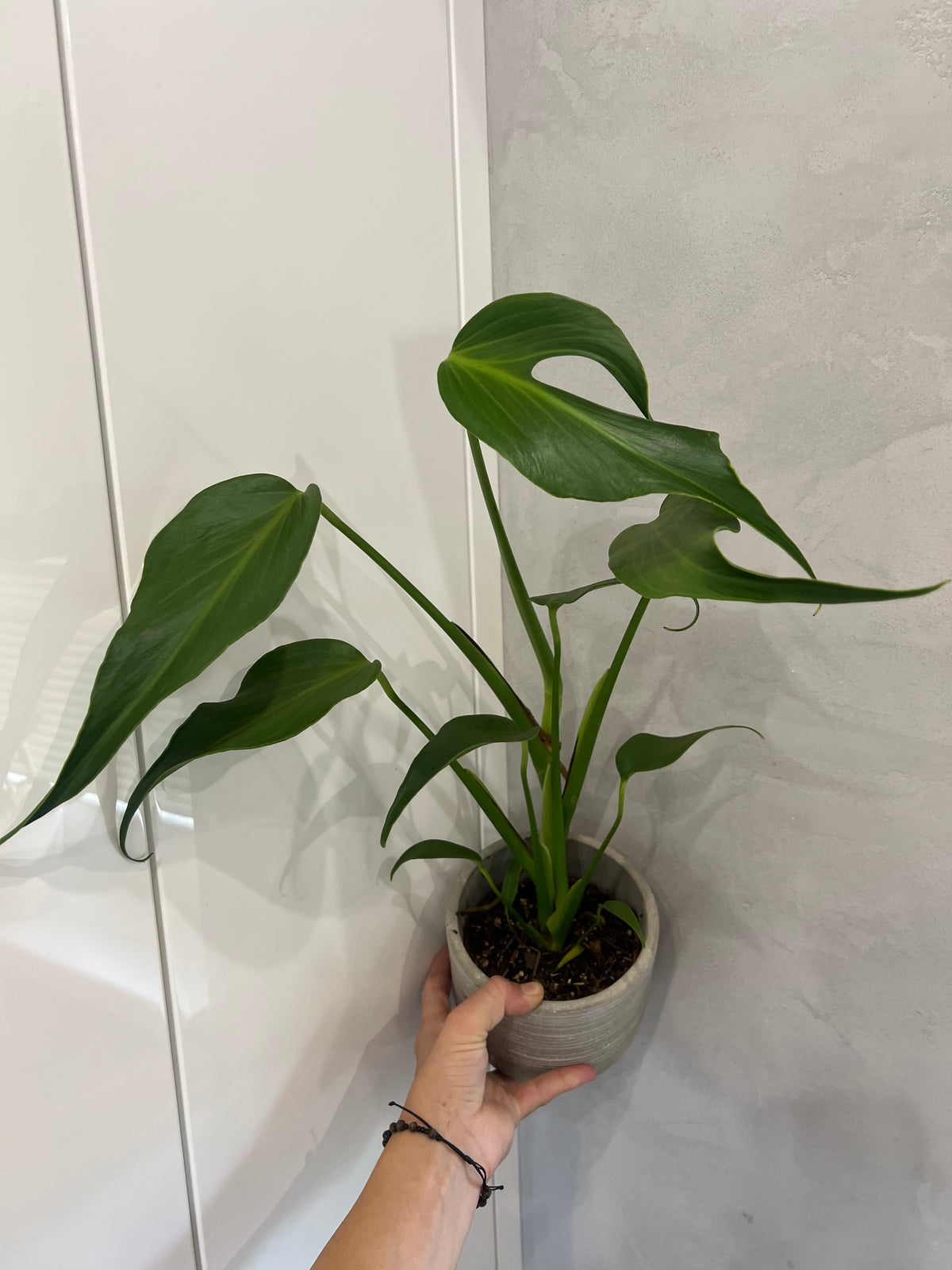 Monstera burle marx flame
