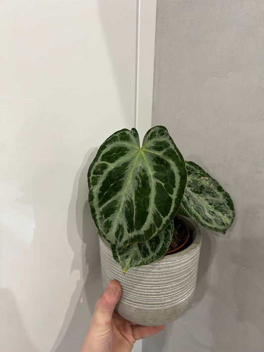 Anthurium Silver Blush Mint