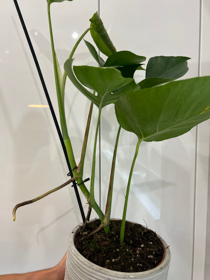 monstera sierrana