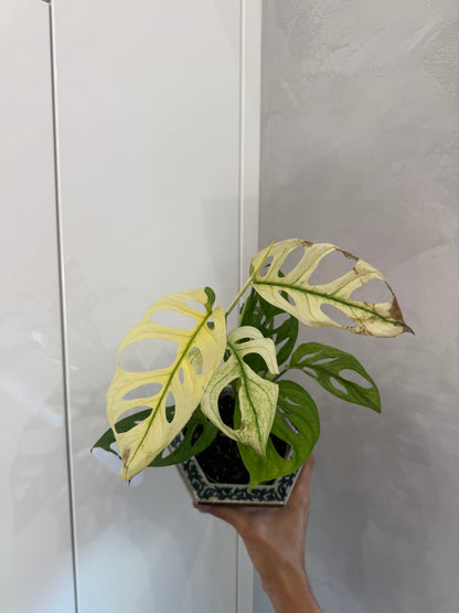 Monstra adansonii albo