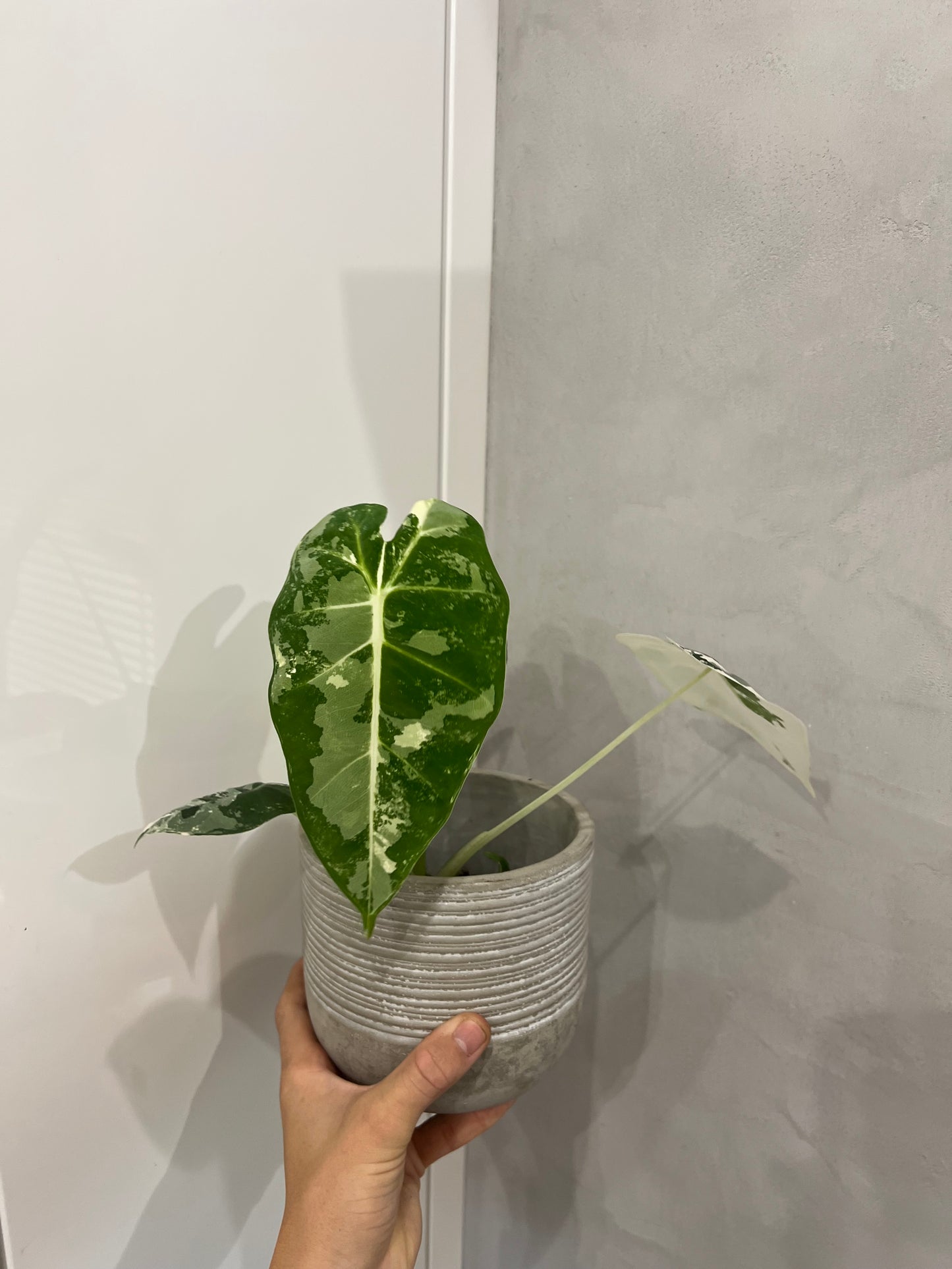 Alocasia frydek variegated