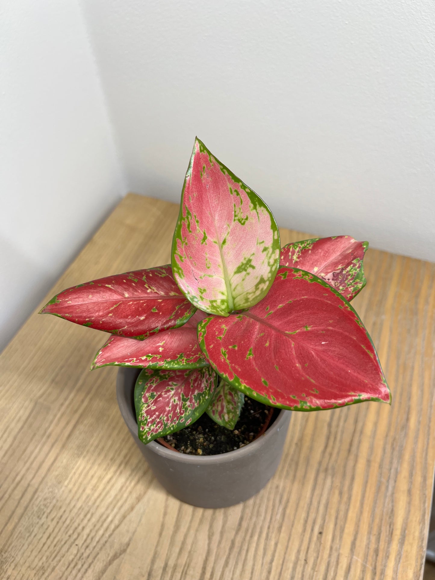 Aglaonema "Lucky Red"