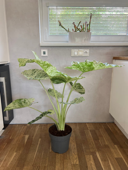 Alocasia Macrorrhiza Splash