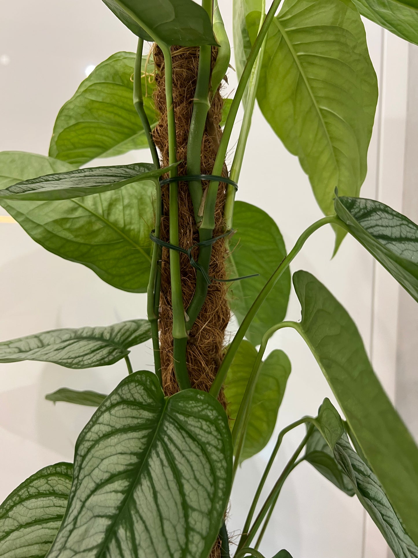 Monstera siltapecana el salvador