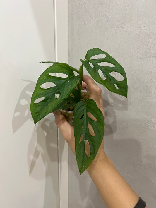 Monstera adansonii mint