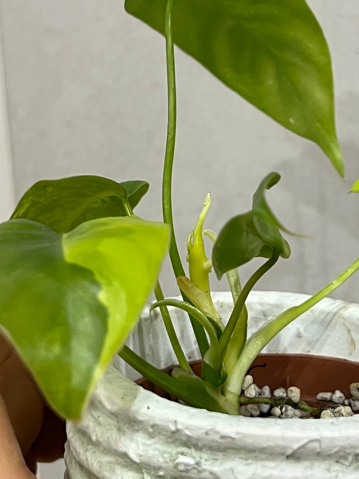 Philodendron burle marx variegated