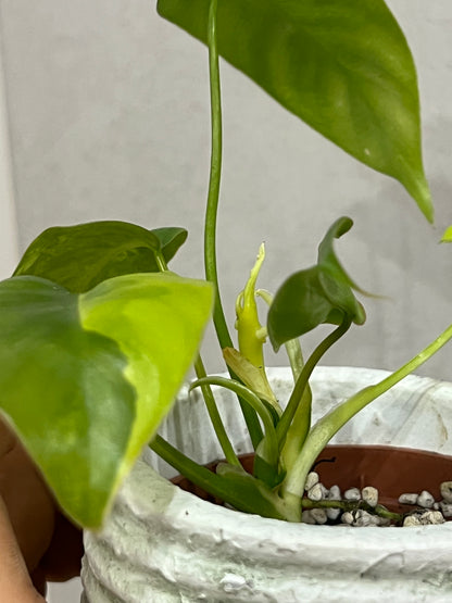 Philodendron burle marx variegated