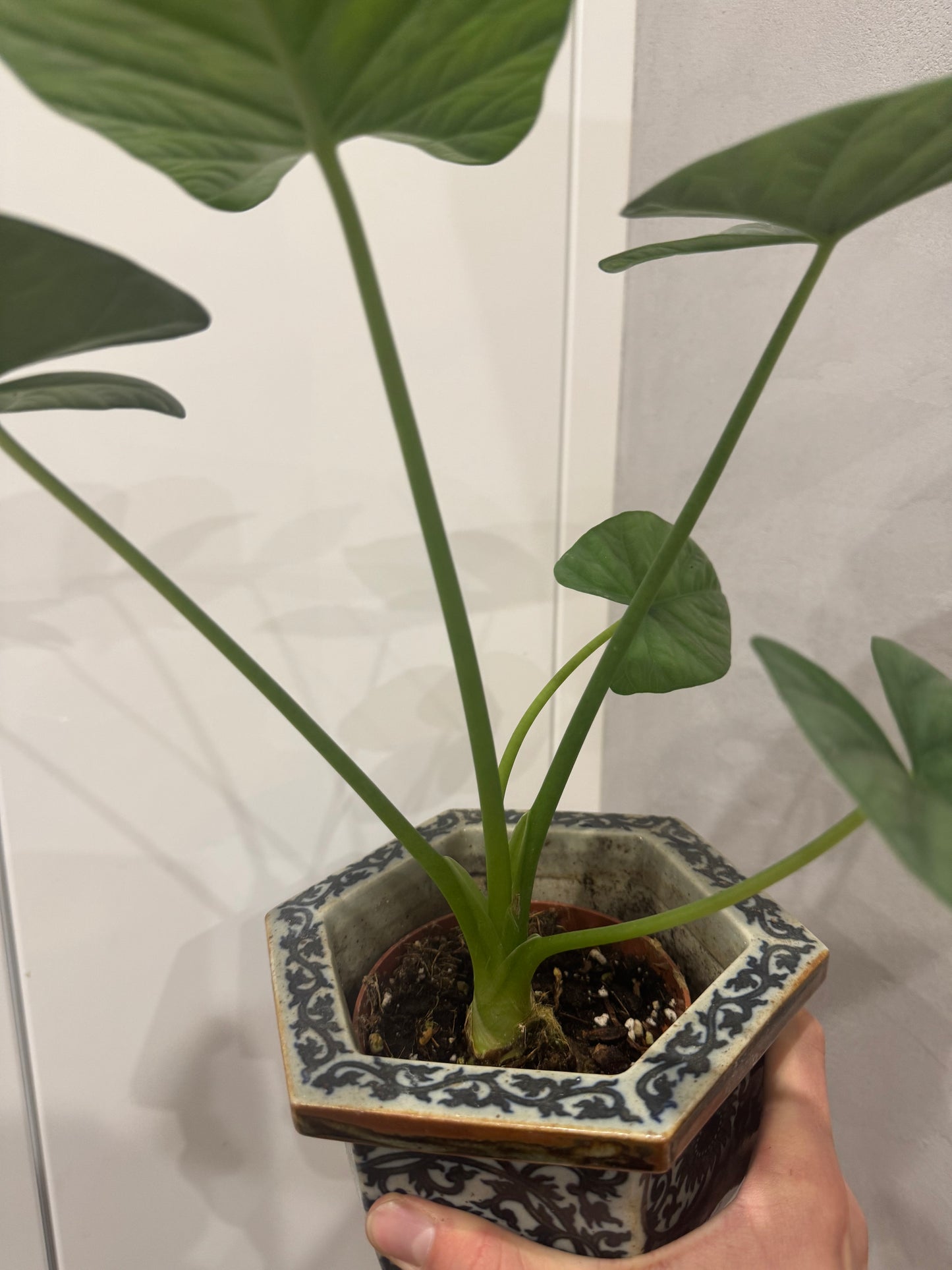 Alocasia lukiwan