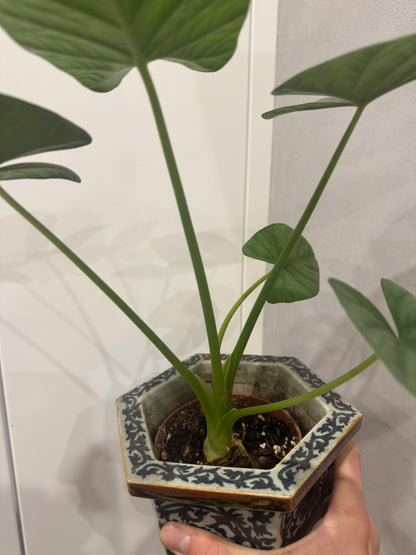 Alocasia lukiwan