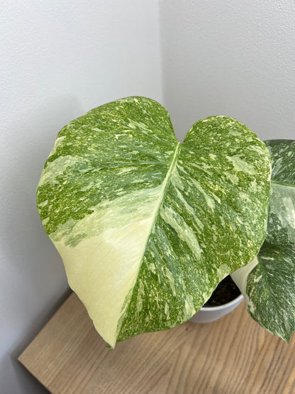 monstera creme brulee