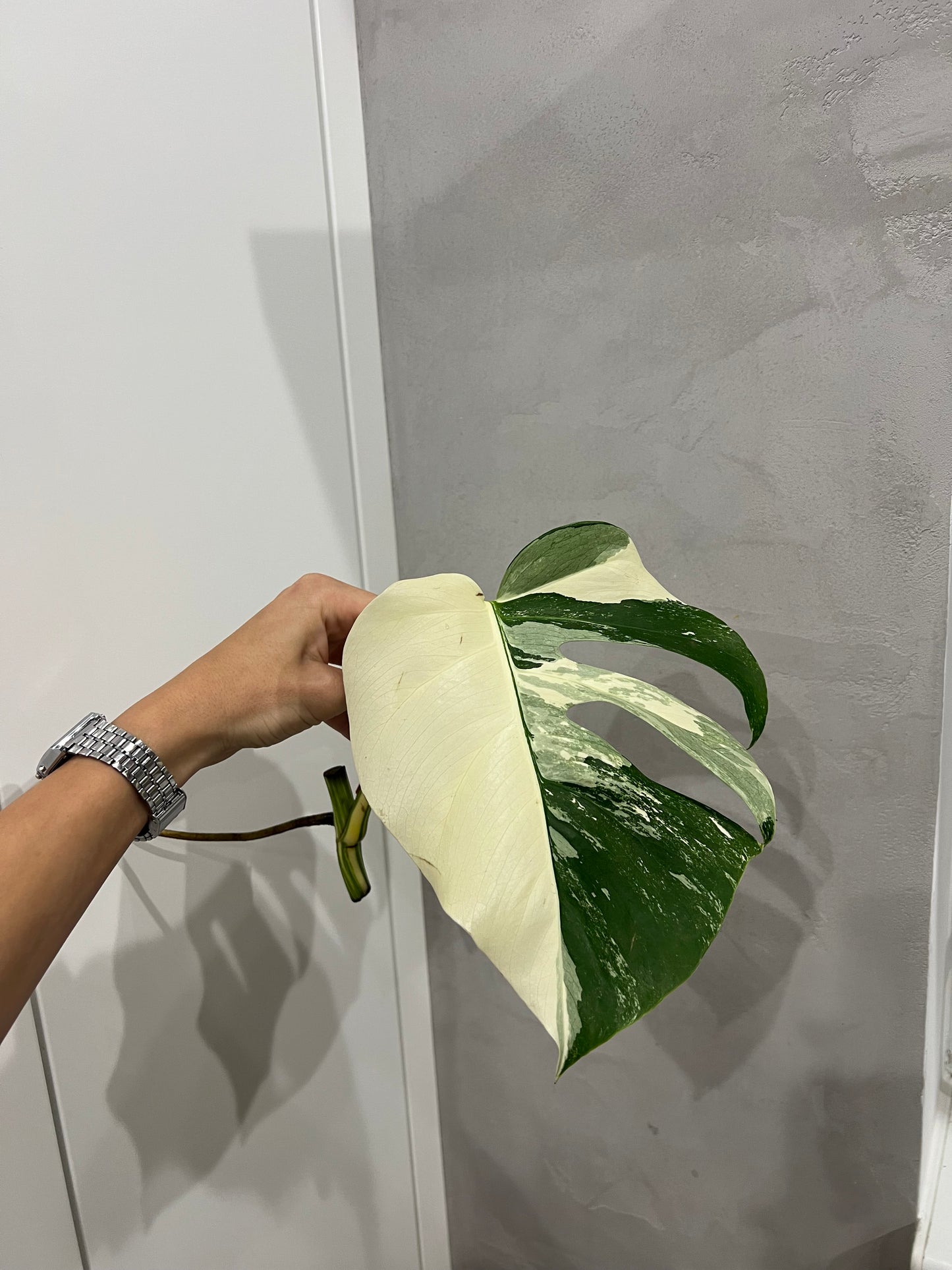 Monstera albo(halfmoon)