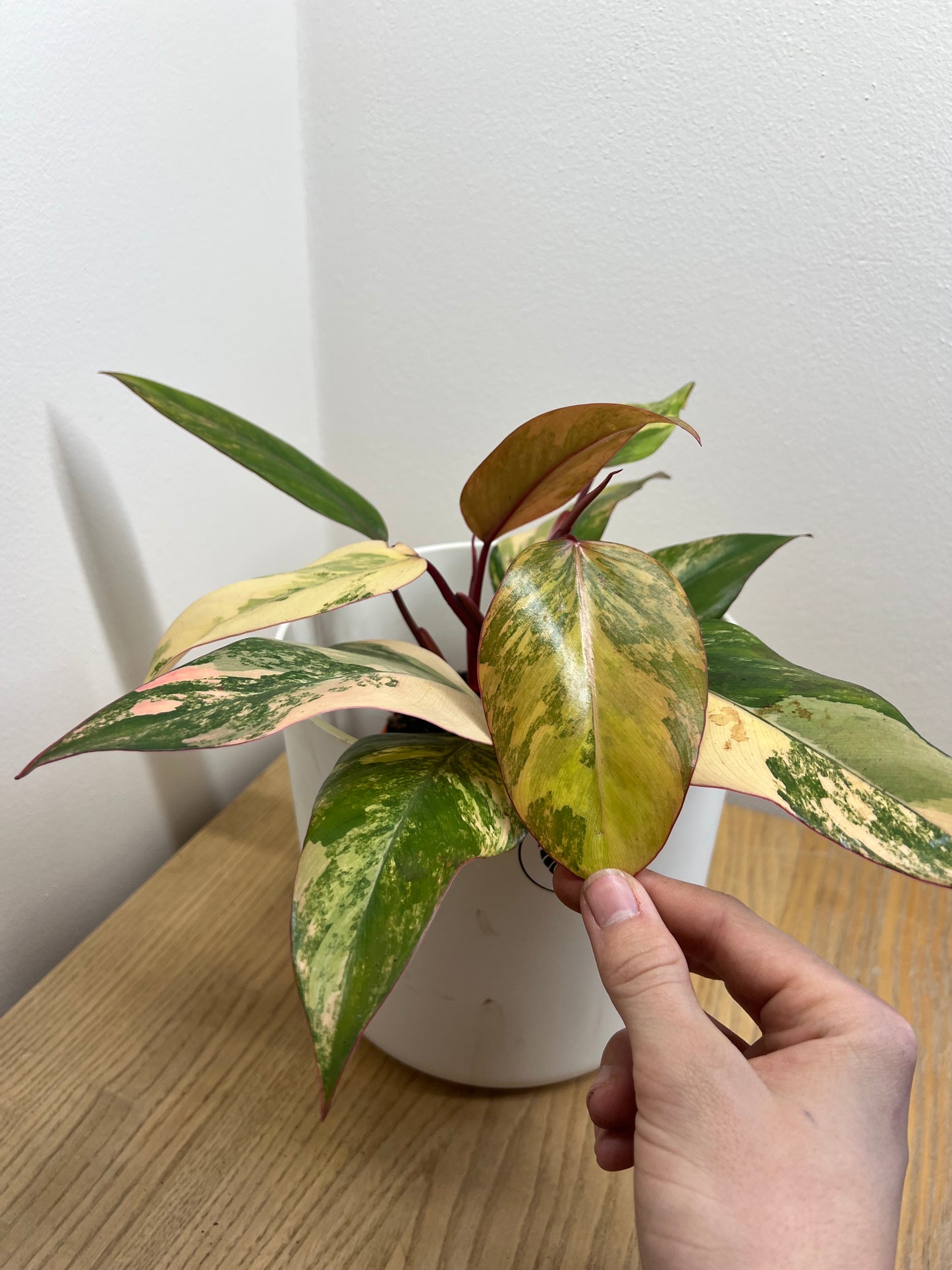 philodendron strawberry shake