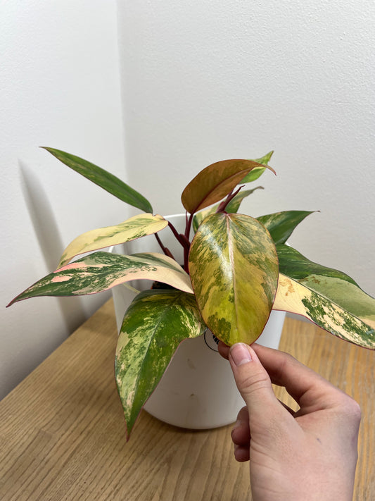 philodendron strawberry shake