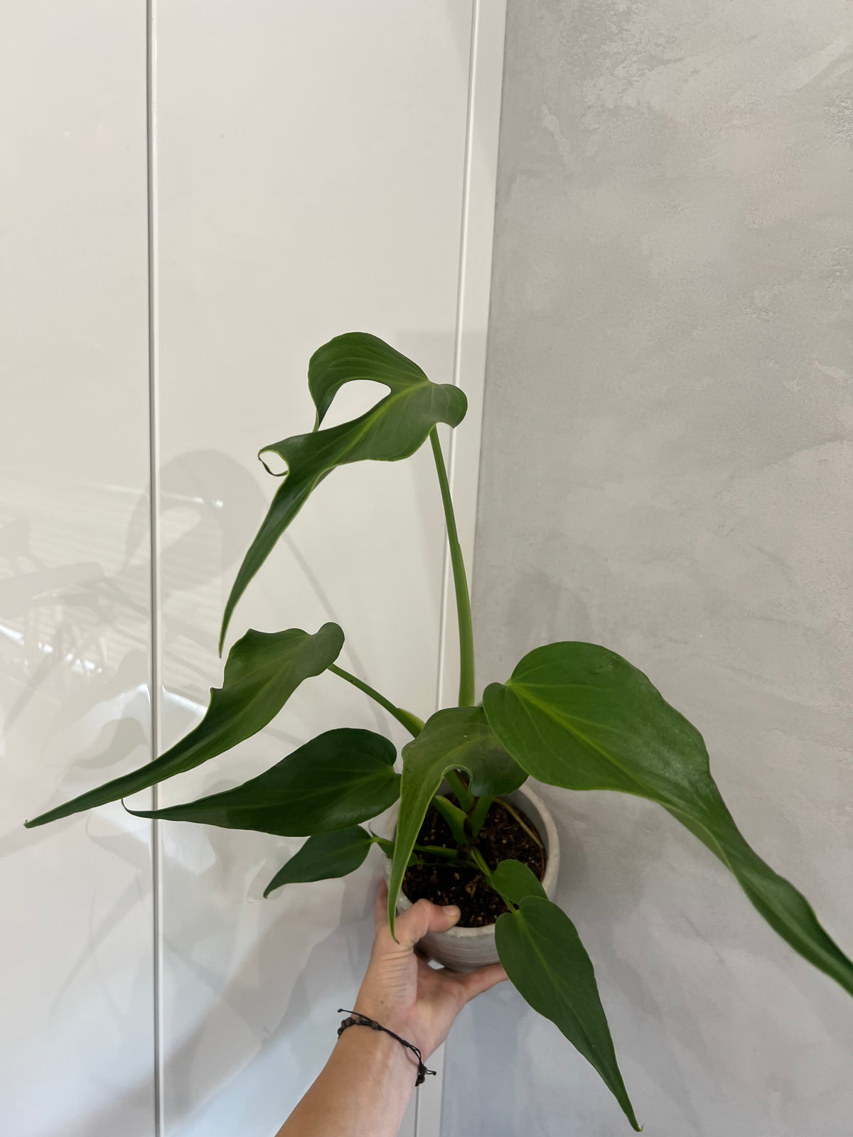 Monstera burle marx flame