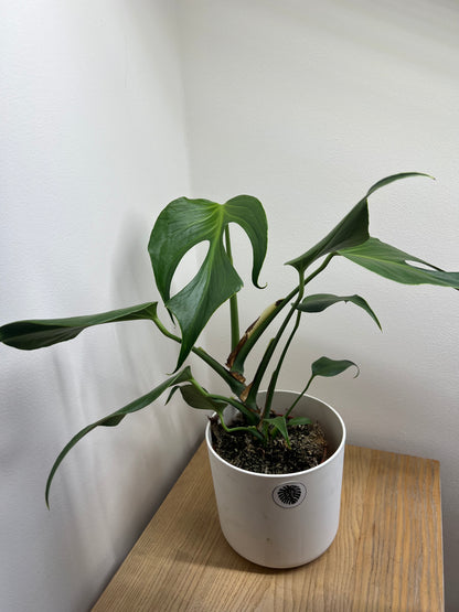 Monstera burle marx flame