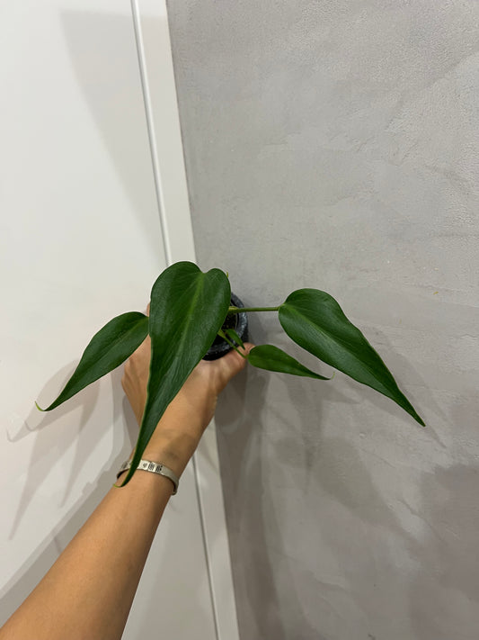 Monstera burle marx flame