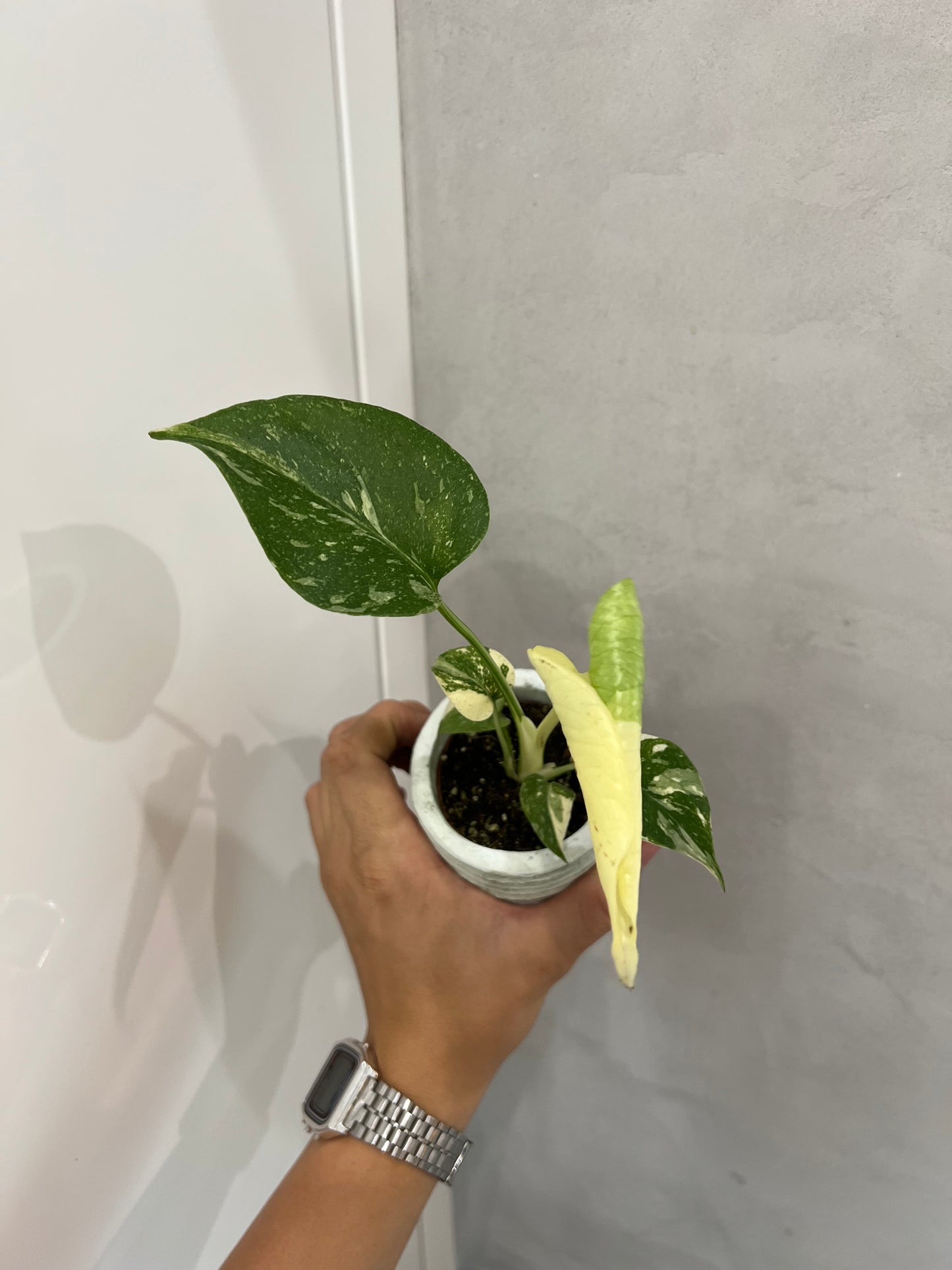 Monstera