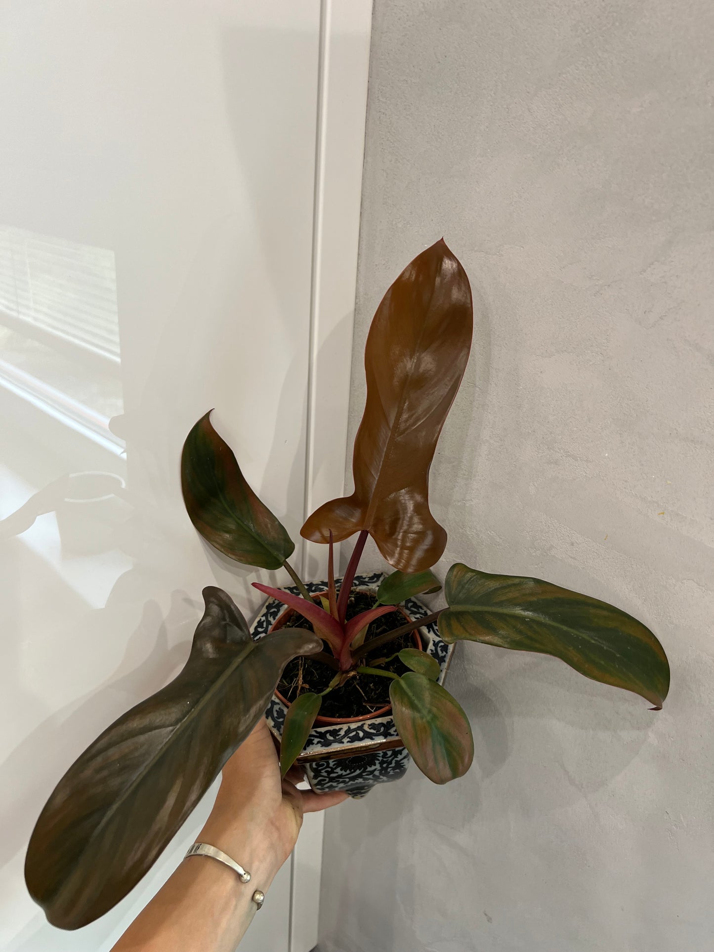 Philodendron Florida bronz