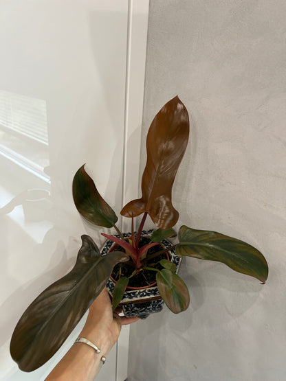Philodendron Florida bronz