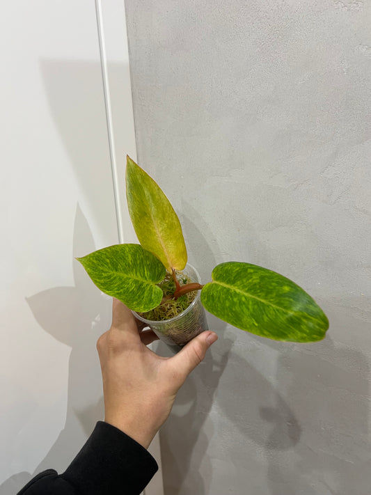 PHILODENDRON PAINTED LADY