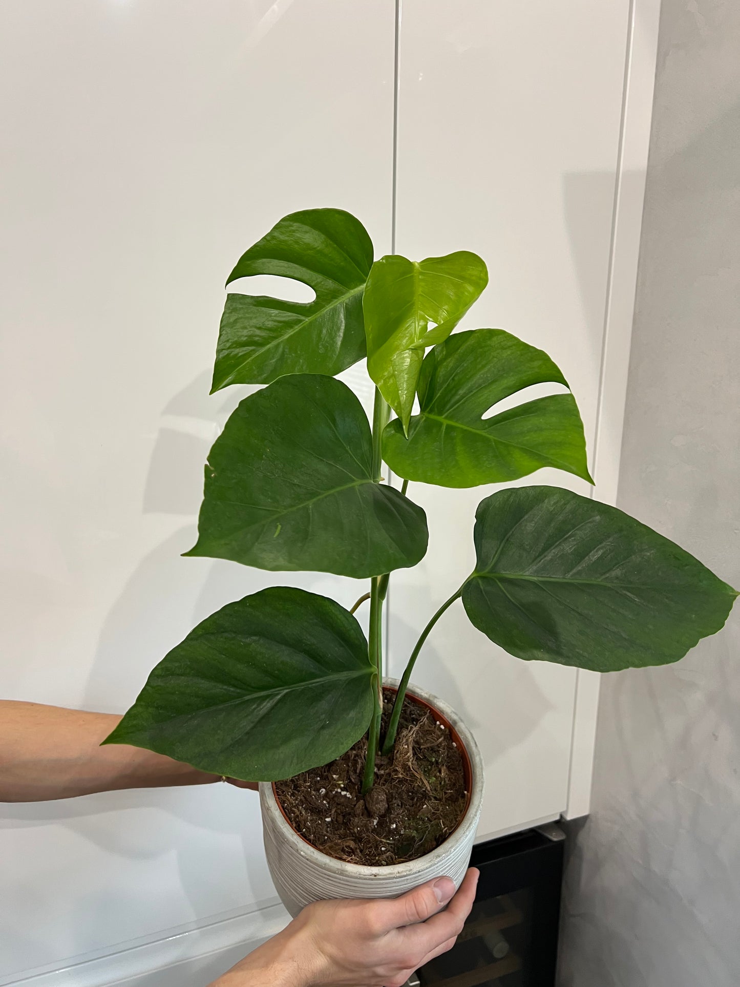 monstera sierrana
