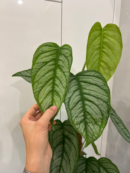 Monstera siltapecana el salvador