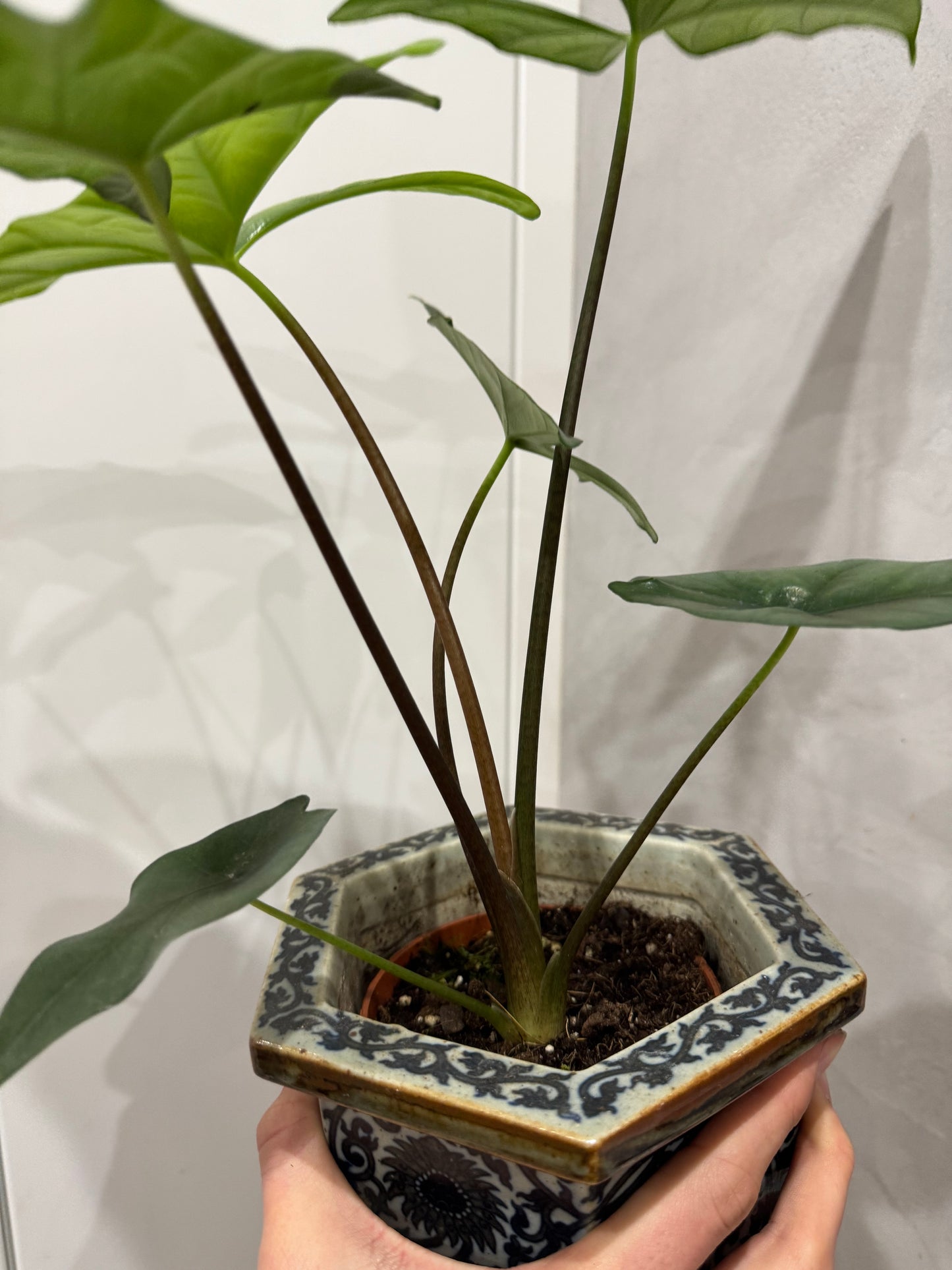 Alocasia simpo