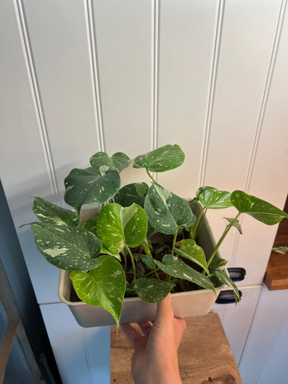 Monstera thai constellation