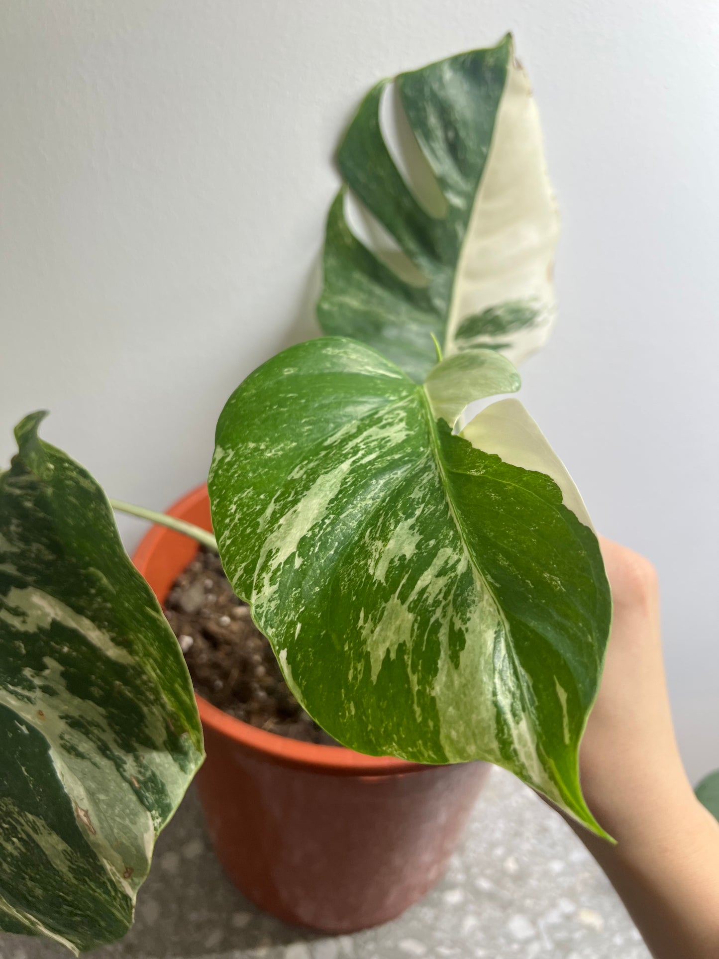 Monstera albo variegated