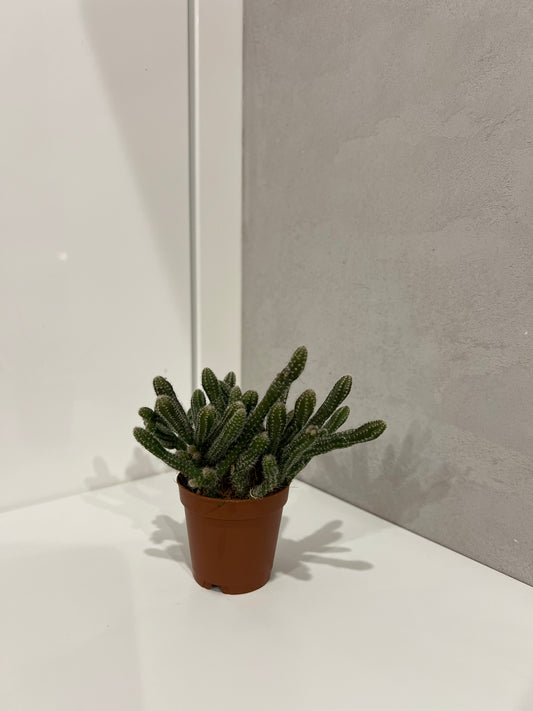 Rhipsalis baccifera horrida