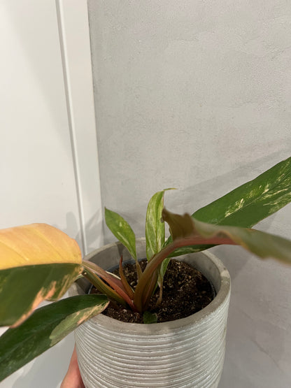Philodendron caramel marble